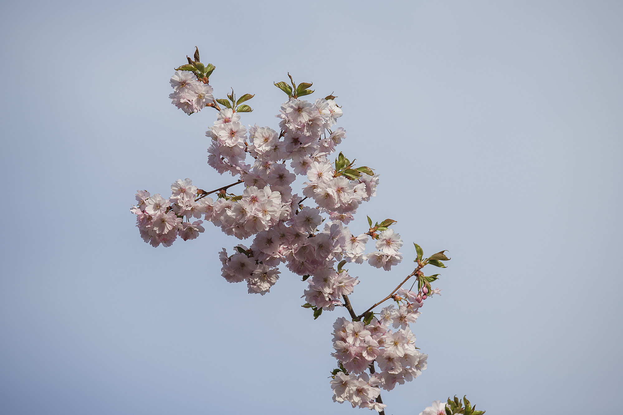 _MG_1032-1